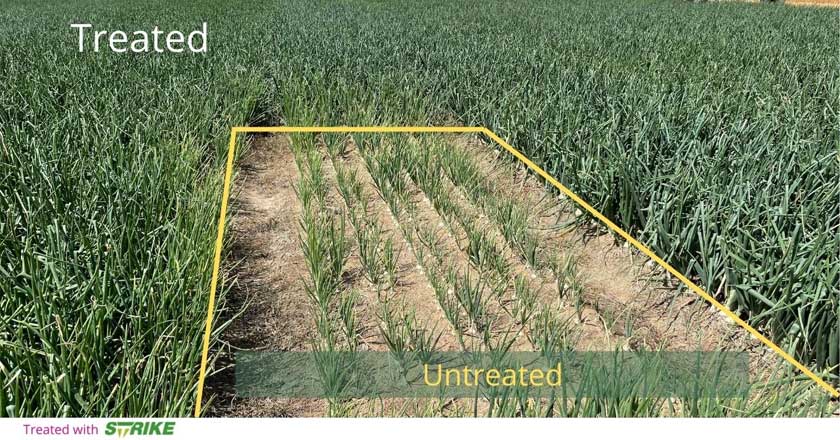 Why Paul is Guilt-free About Doubling his Yield with Soil Fumigation