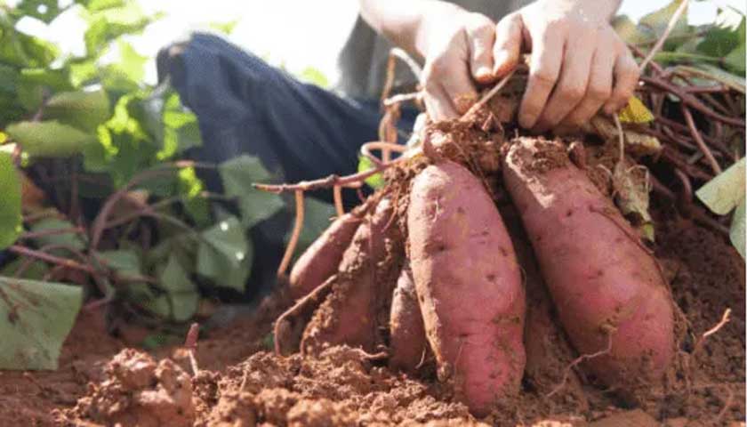 TELONE™ USA R&D – Sweetpotato Field Trials 2024