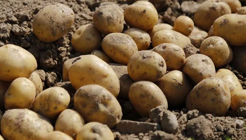 TELONE™ USA R&D – Potato Field Trials 2024