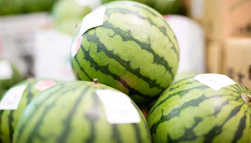 TELONE™ Japan R&D – Watermelon Field Trials