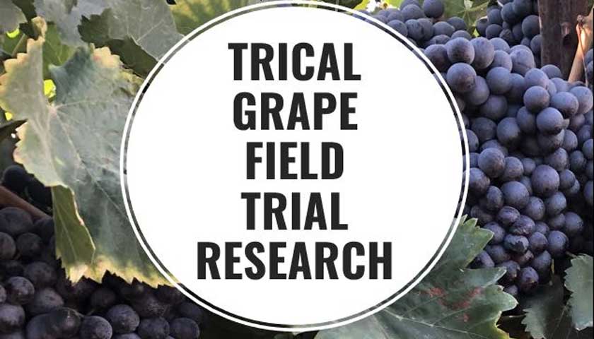 Trical Grape Field Trial (Modesta, CA): Documented Importance of Soil Fumigation