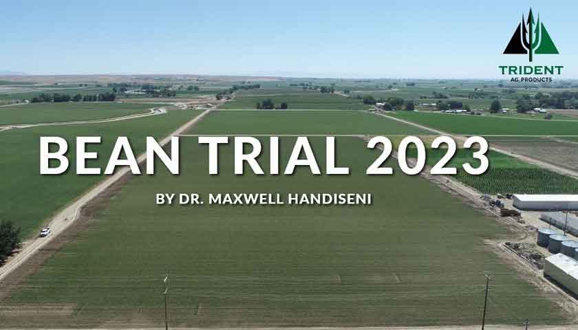 Bean Trial 2023