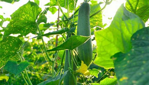 How To Suppress Soil Pest and Disease Levels in Cucumbers to Below Economic Damage
