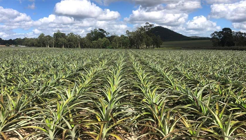 Pineapple Crops Perform Great in Healthier Soils