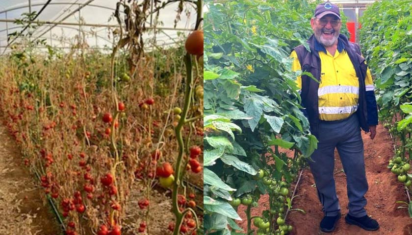 Greenhouse Tomato Production