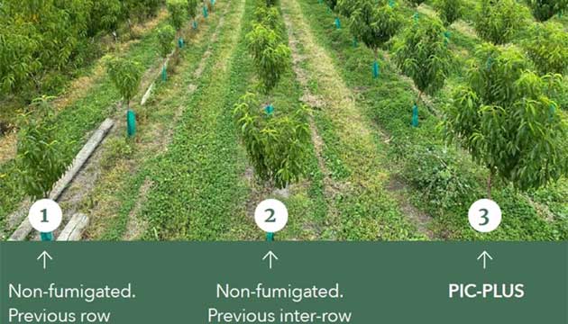 Pic-Plus Stone Fruit Trial Results