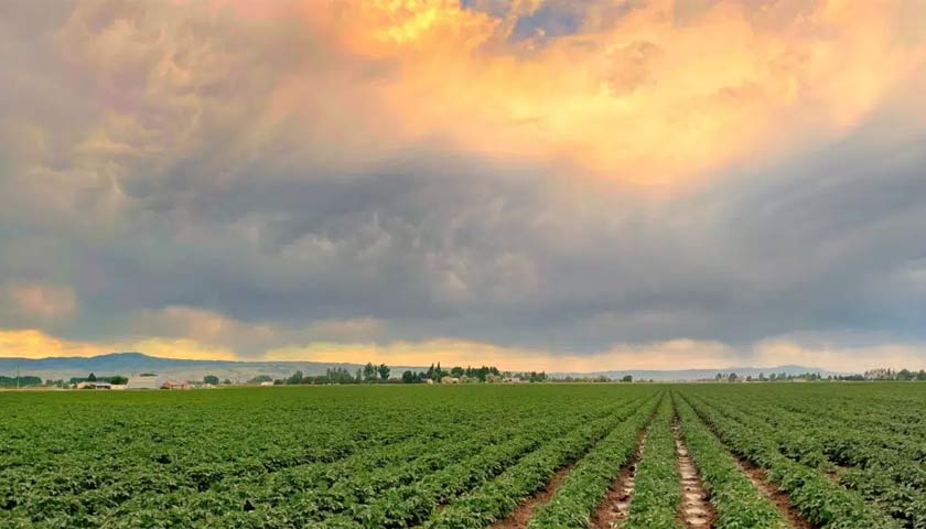 Ontario Potato Farmer Notches 100% Yield Increase