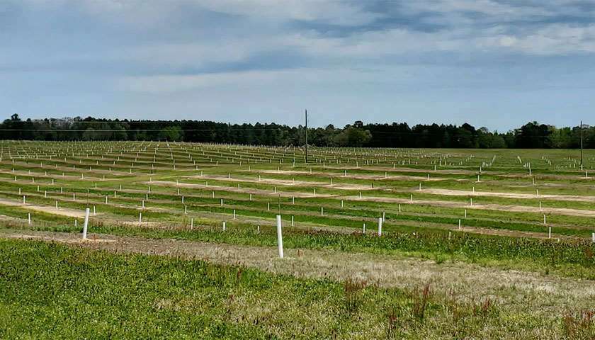 The Importance of Irrigation in Pecan Production