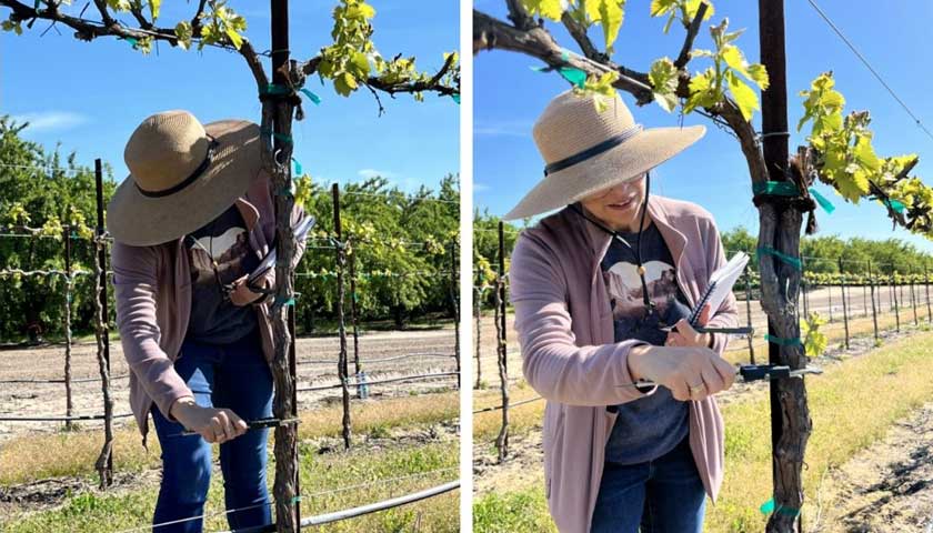 Field Visit for Grape Trial in Modesto, Ca. with Dr. Kristi Sanchez