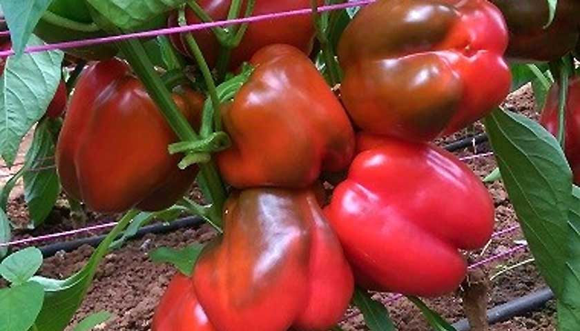 Pre-Plant Soil Fumigation in Greenhouses with Strike 60 for the Production of Capsicums