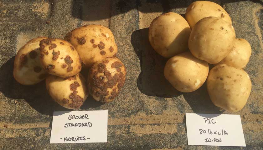 CROP: Potato - Strike Fumigants