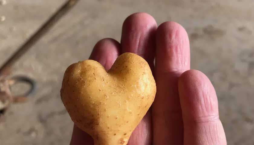 Potato School Snapshot - Can Fumigation and Sustainability Align?