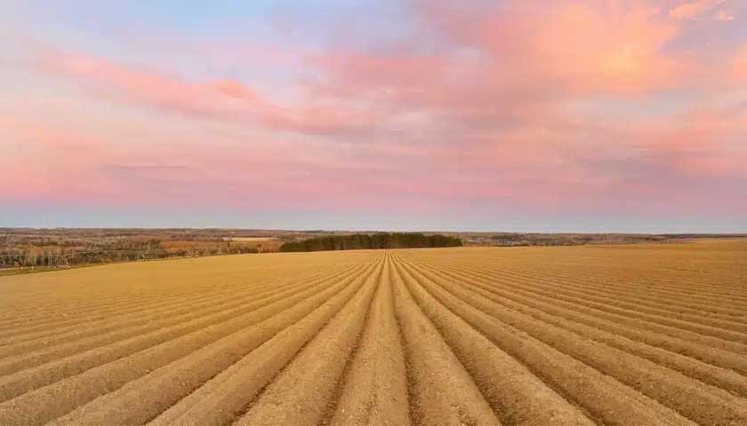 Reduced Irrigation Yet More Yield and Better-quality Potatoes