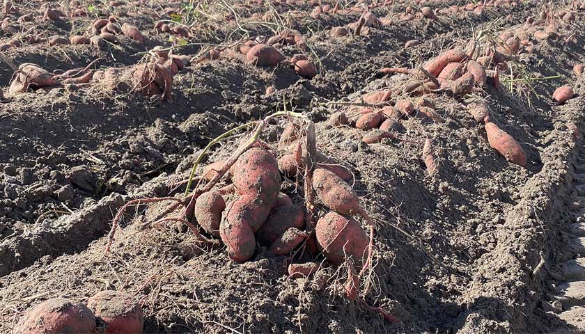 Low Dose Chloropicrin – When SweetPotato set is at Stake