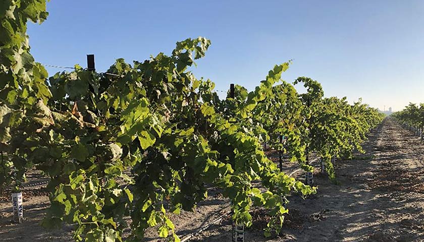 Growing Greater Grapes Pt. 2 – Modesto Trial Results