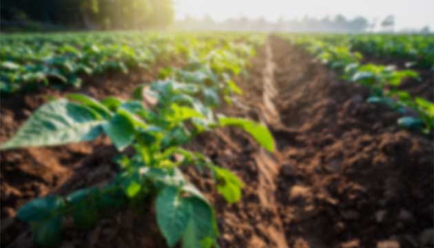 Catalyst-Activated Cycle (CAC) – Manuscript 1: Soil Pathogen Suppression and Controlled Microbial Reset