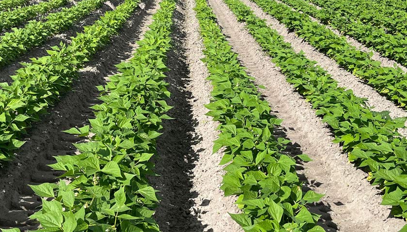 Green Beans: Low Rate Fumigation Trial