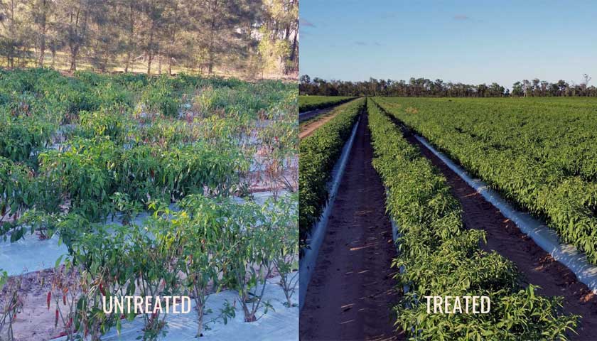 Fumigation Proves Worth for Bundaberg Chillies