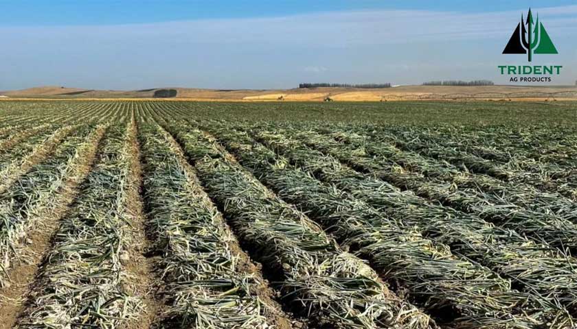 Onion Field Trials fields in Pasco, Washington