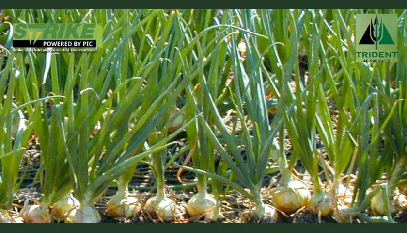 Pacific Northwest Onion Growers Getting Ready for Planting