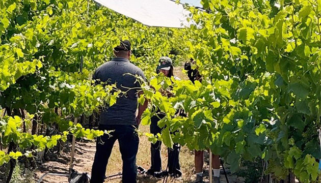 Trical is Giving you a Sneak Peek.