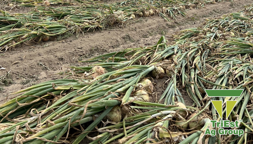 Triest Ag Agronomy Team Visits an Onion Field in GA