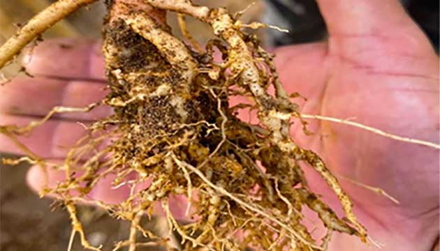 Tomato roots under evaluation in the field