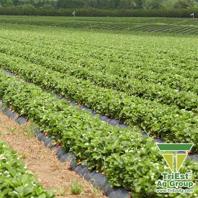 Strawberries | TriEst Ag