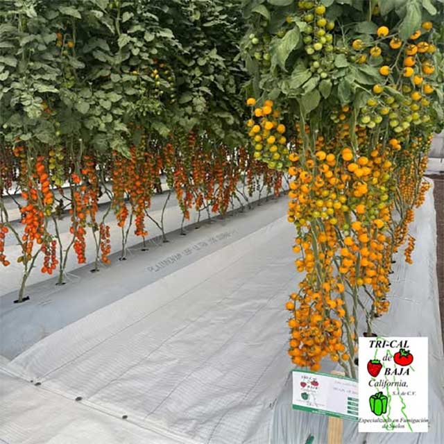 Guanajuato AgroFood Expo