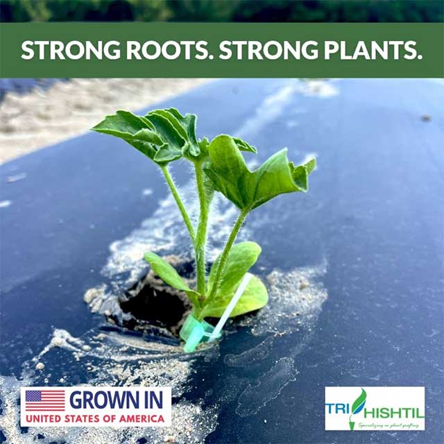 Tri-Hishtil | Watermelons