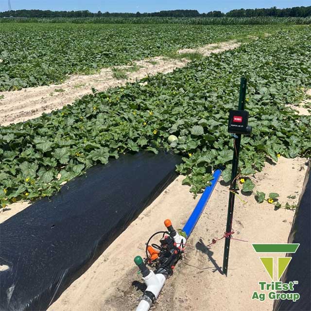 Drip Irrigation under Plasticulture