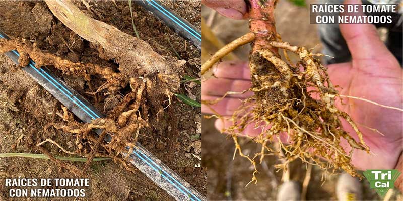 Tomato roots under evaluation in the field