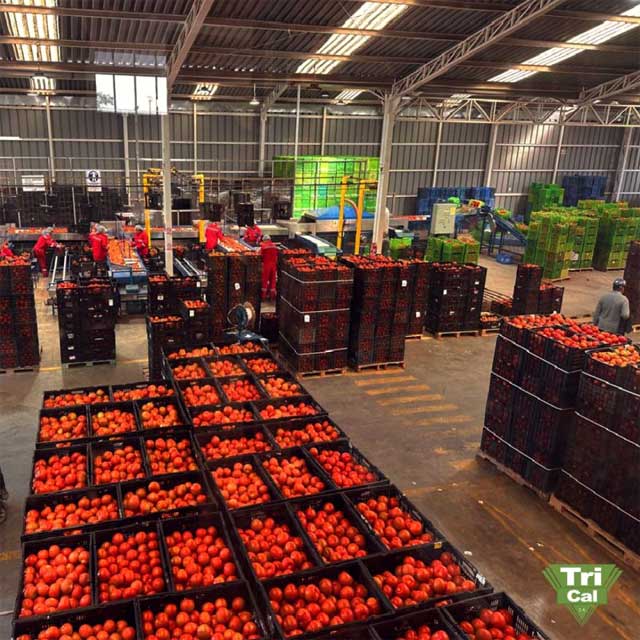 Tomatoes Ready for Dispatch | Mexico