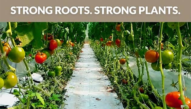 Greenhouse Tomatoes | Grafted Tomatoes
