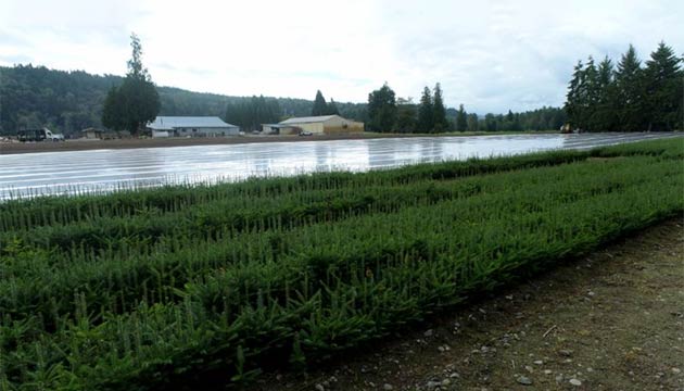 Conifer Seedlings | Pacific Northwest