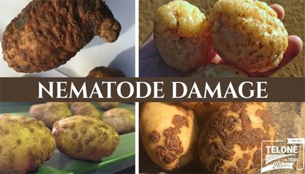 Nematode Damage | Potatoes | Telone™ by Teleos