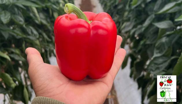Red Peppers | Baja Mexico