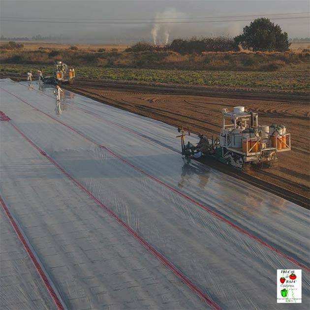 Soil Fumigation | Mexico