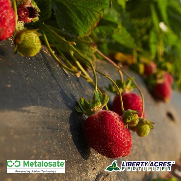 Strawberries | Liquid Fertilizers