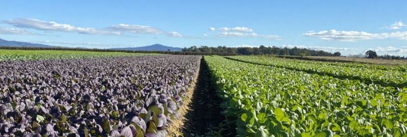 Leafy Greens | New Zealand
