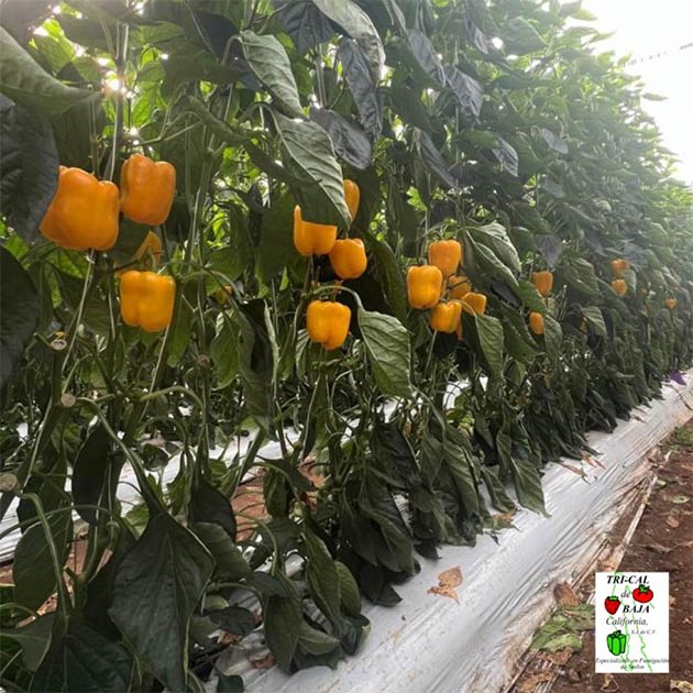 Peppers | Mexico
