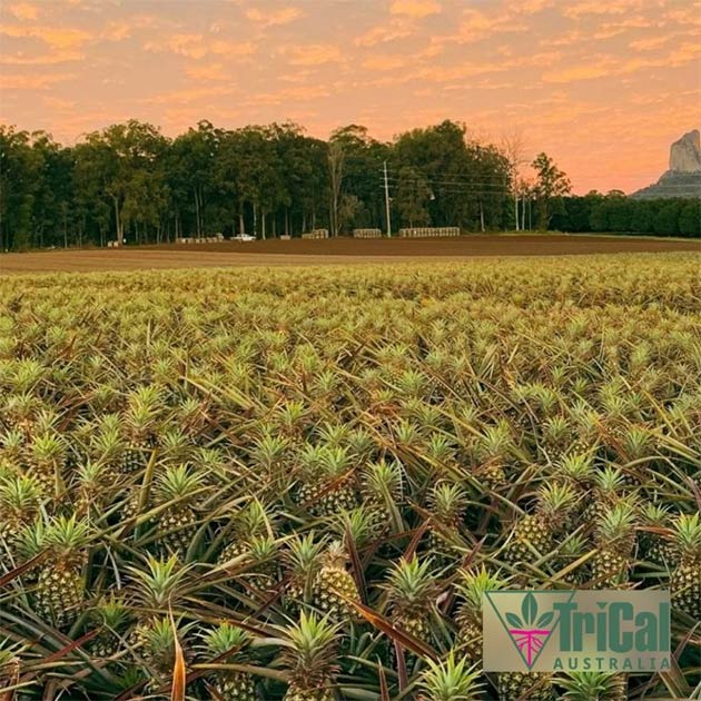 Pineapple | Australia