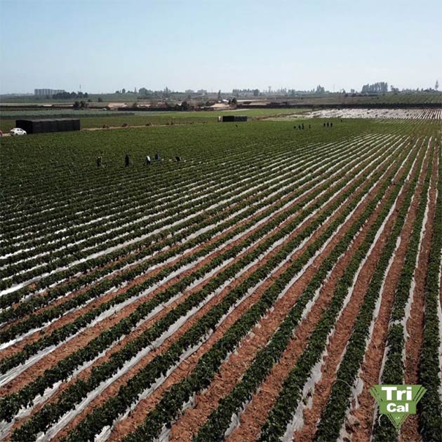 Strawberries | Chile