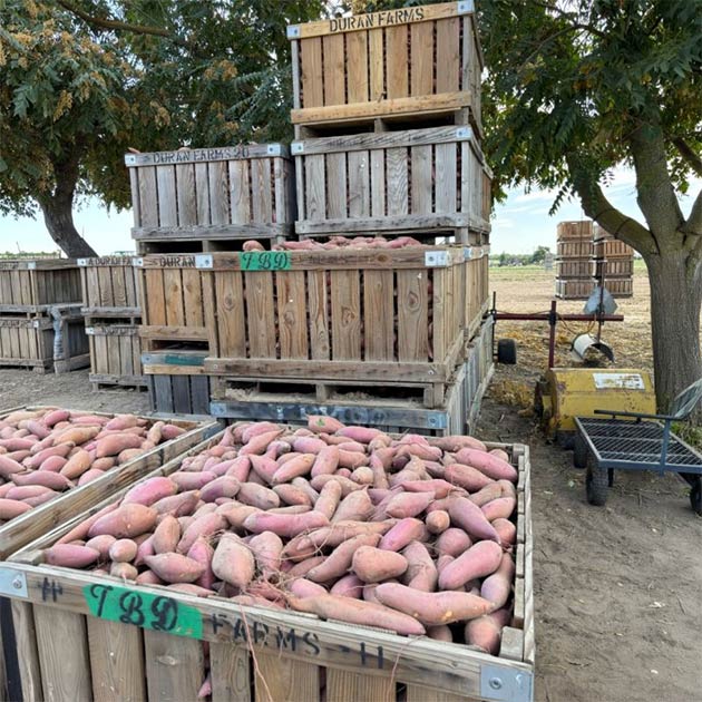 Sweet Potatoes | California