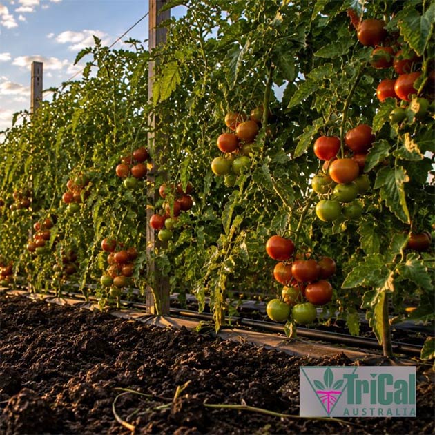 Tomatoes | Australia