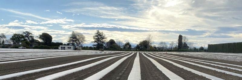 Pic-Plus Fumigation Application | Napier