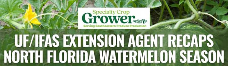 Watermelons | Florida