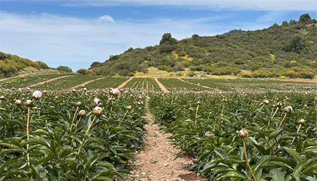  Peonies | South America
