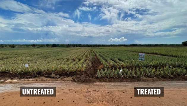 Hendrix & Dail | TriPicrin 97.6 EG Trial