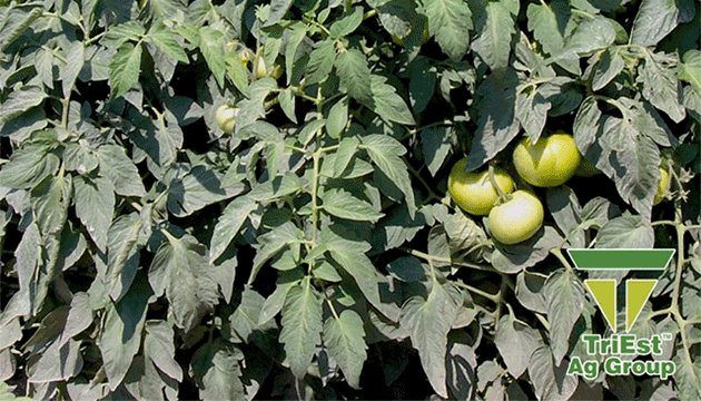 Strong Tomato Crops Start with Healthy Soil